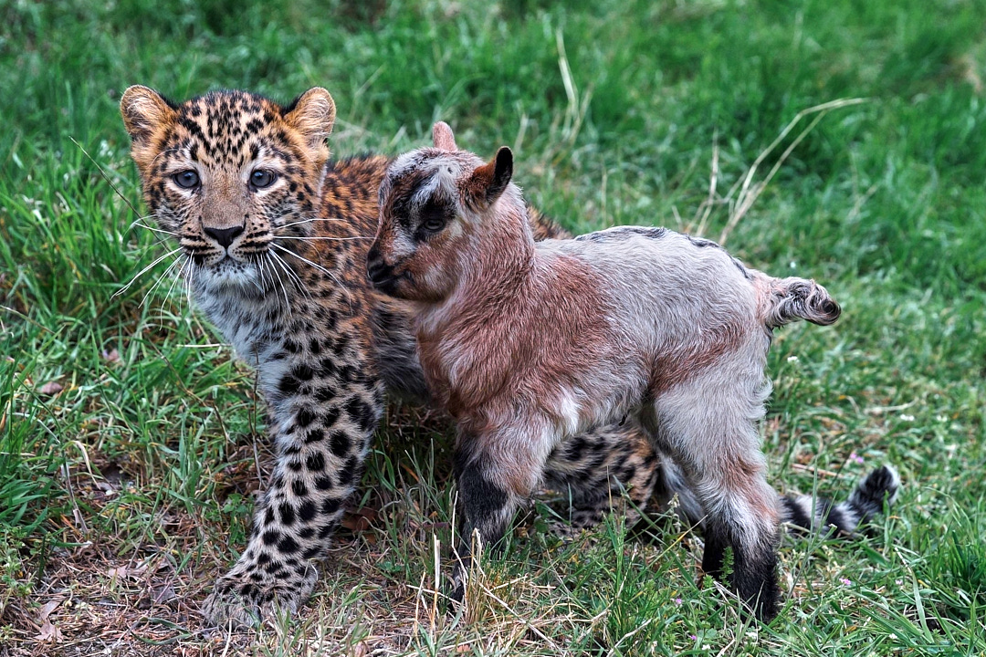Gelendzhik Safari park