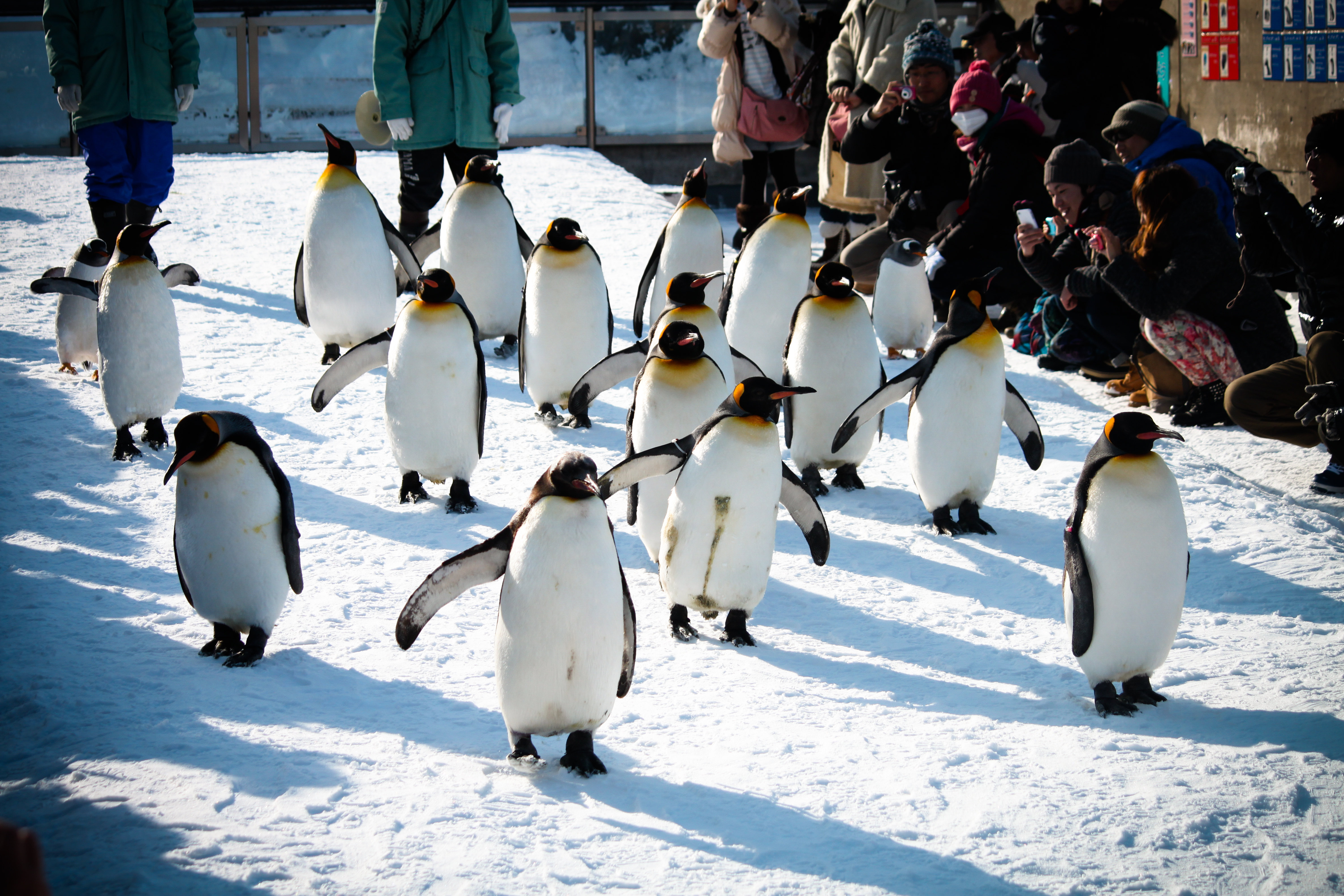 Asahiyama Zoo cover image