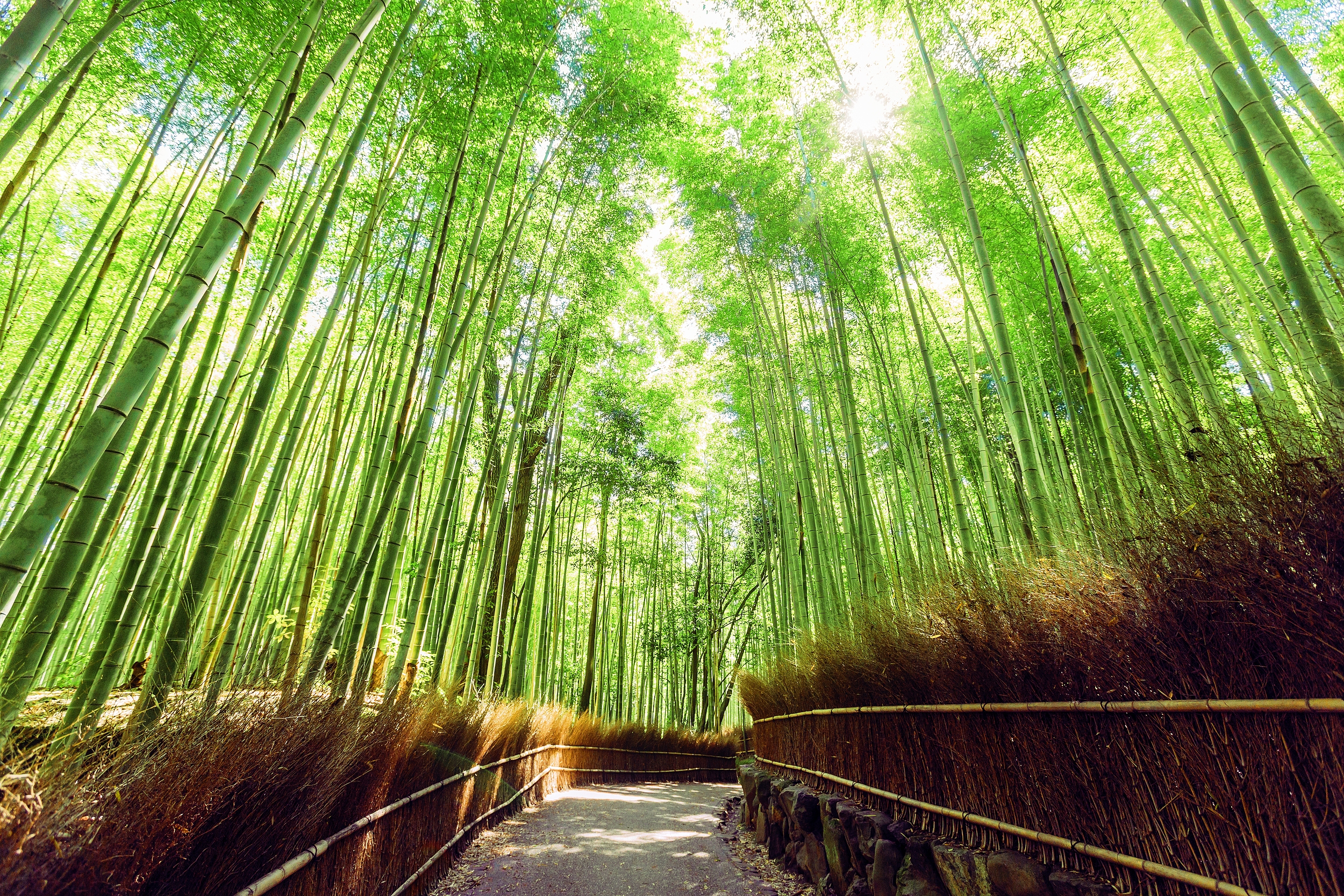 Бамбуковый лес Арасияма