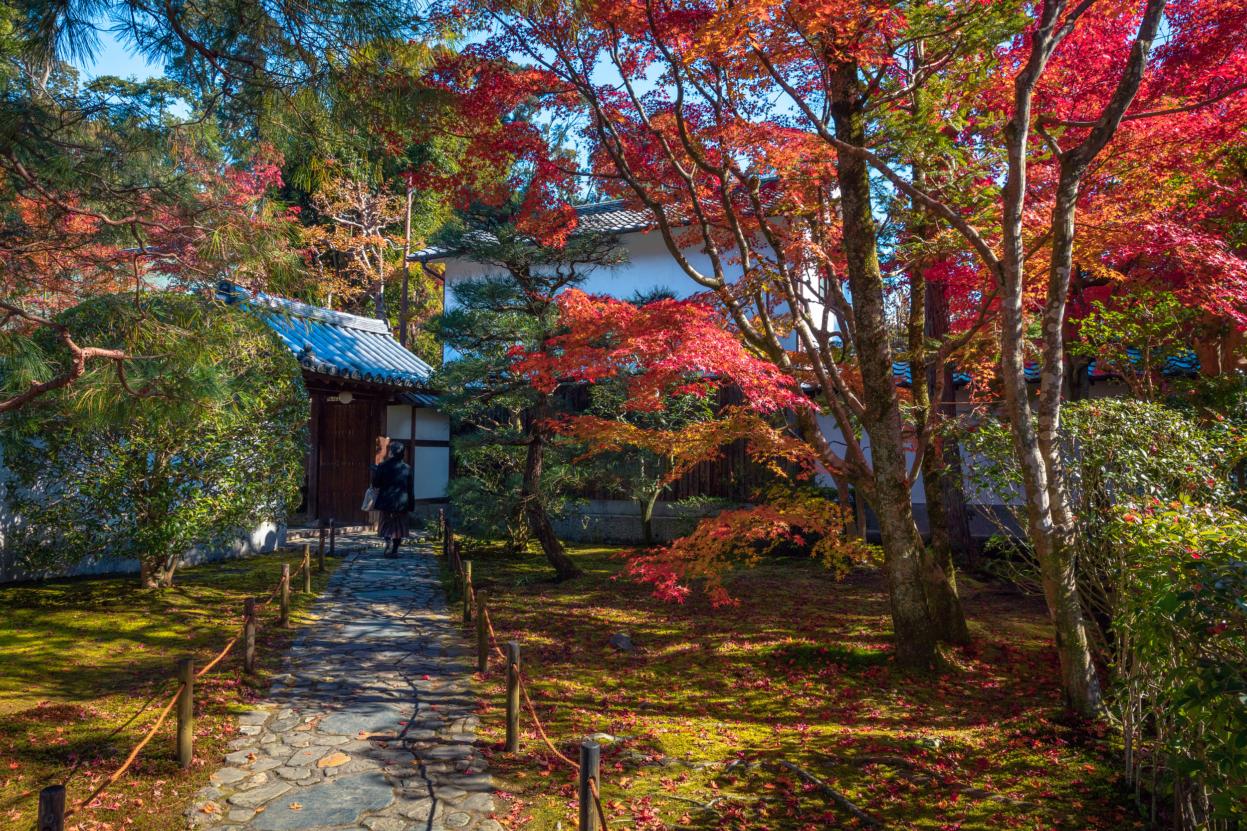 Tōfuku-ji Temple cover image