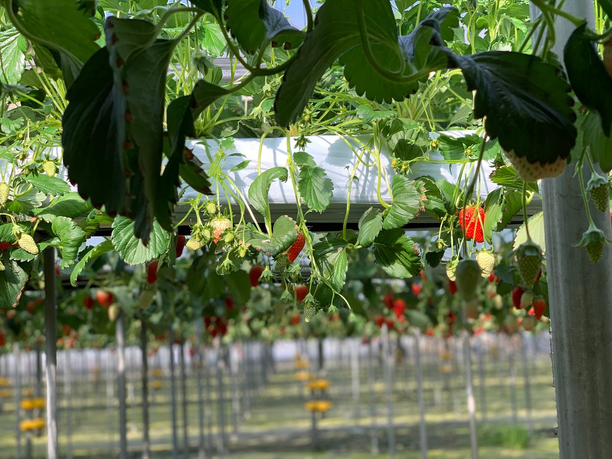 Ферма Исибаши