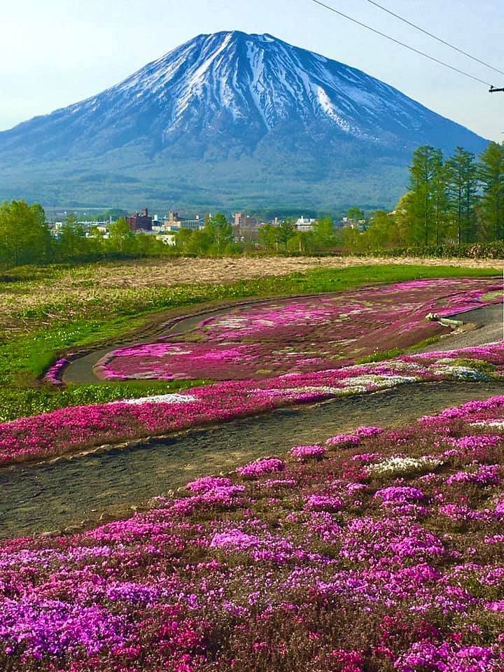 Mishima's Shibazakura Garden cover image
