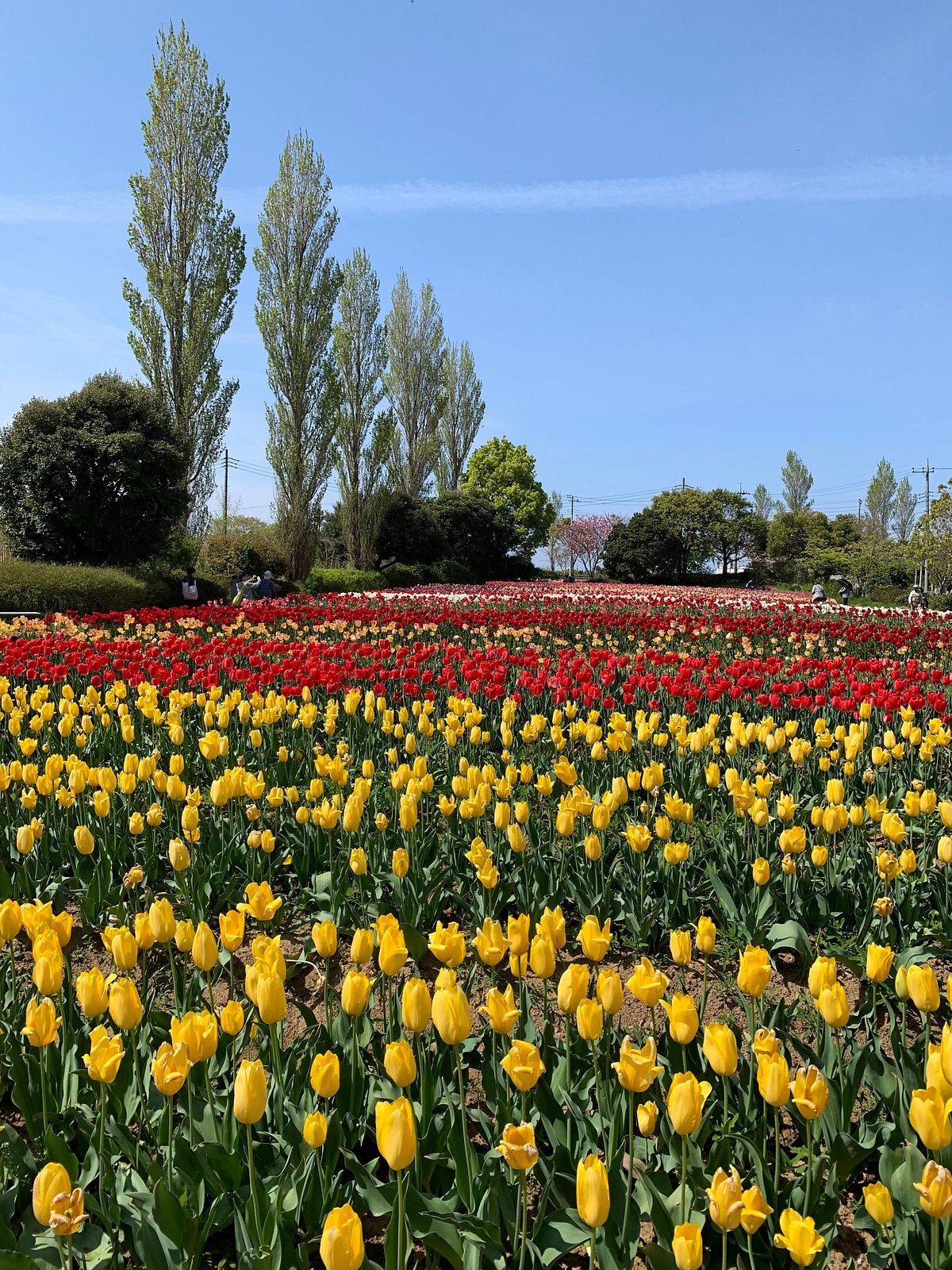 Wada Park cover image