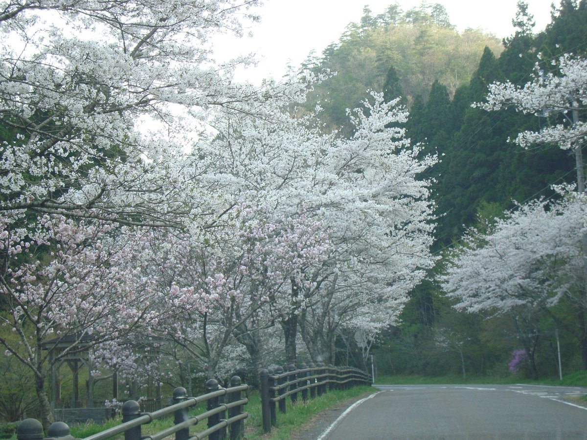 Teraogaharasenbon Sakura Park cover image