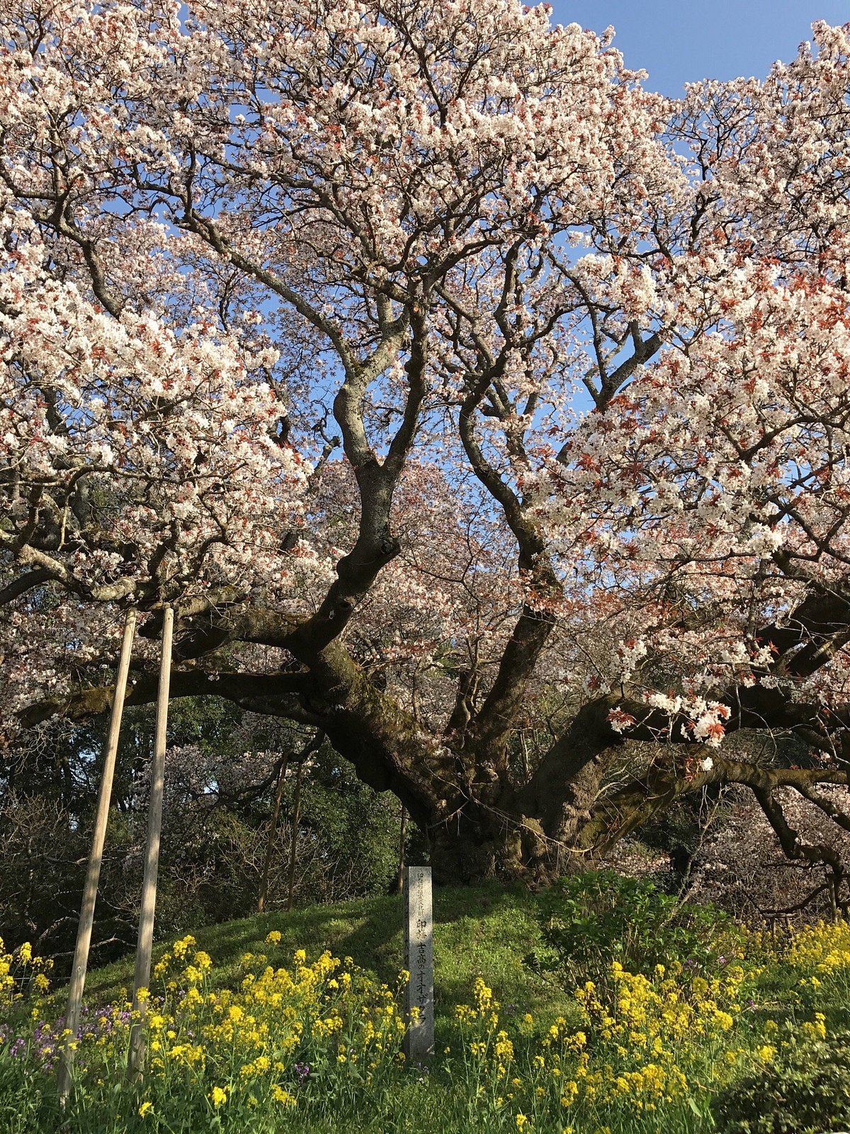 Yoshitaka no Ozakura cover image