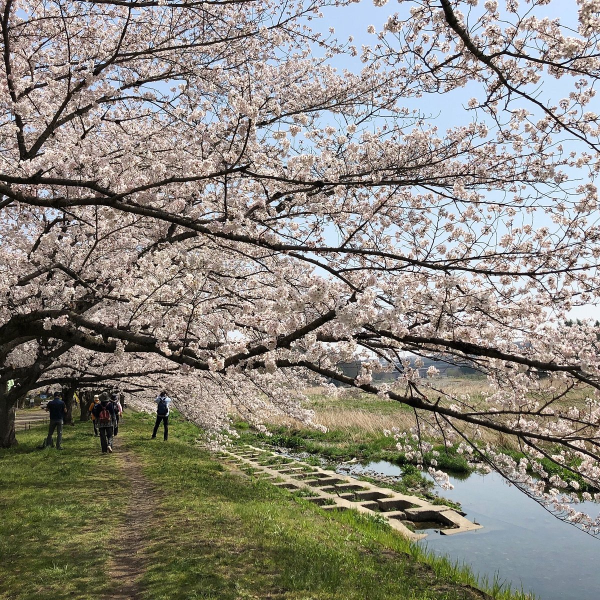 Irumagawa Promenade cover image