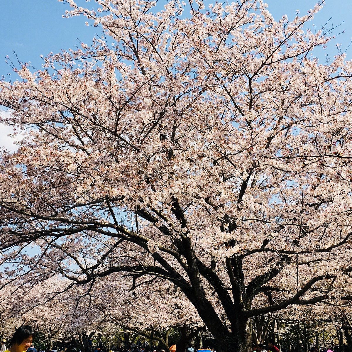 Aobanomori Park cover image