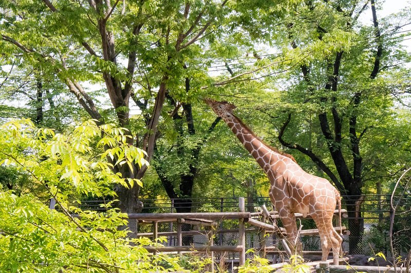 Зоопарк Хамура