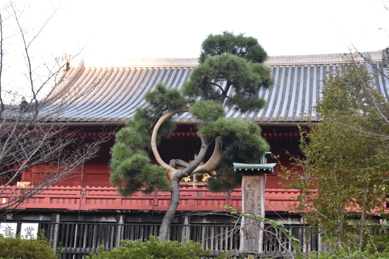 Moon Pine Tree cover image