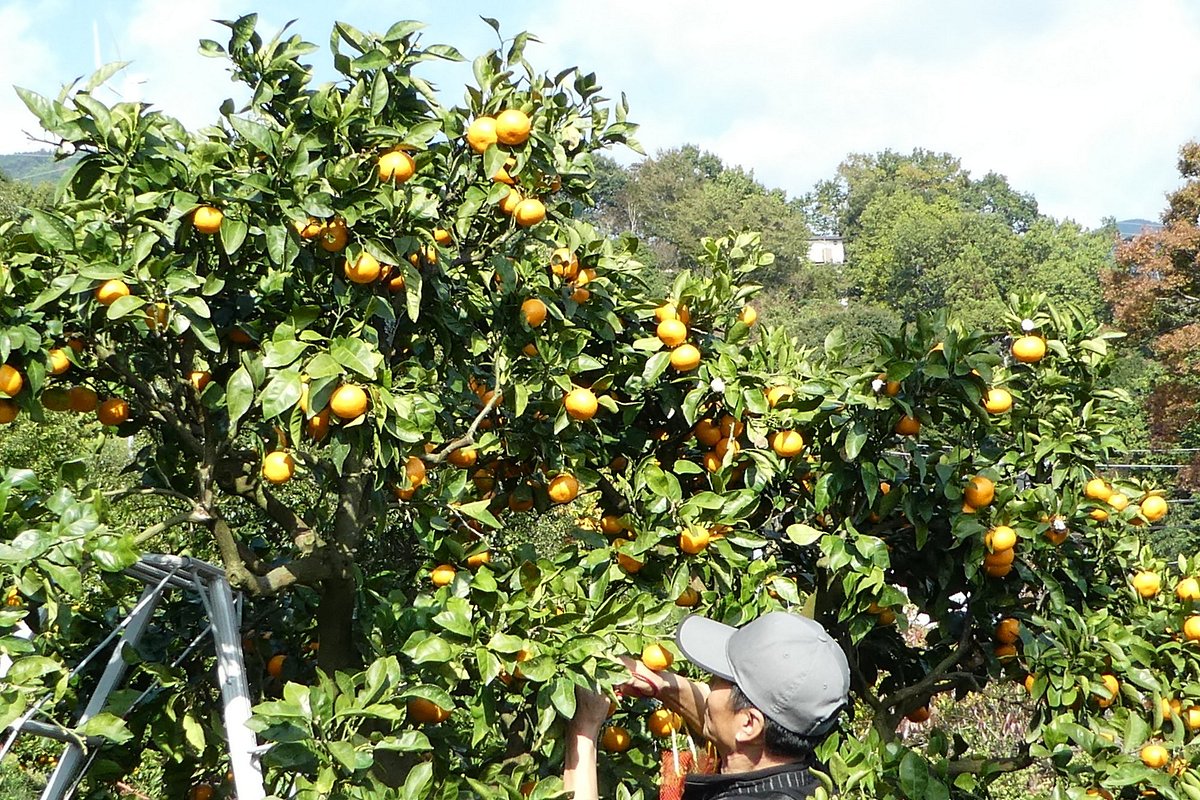 Hinokuchien cover image