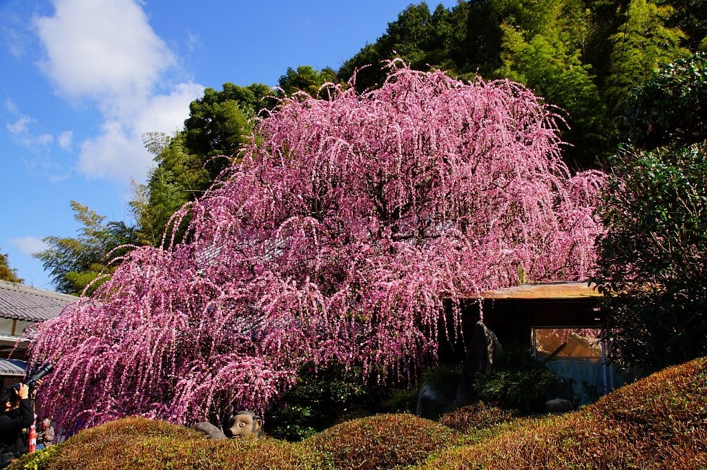 Yagi no Shidareume cover image