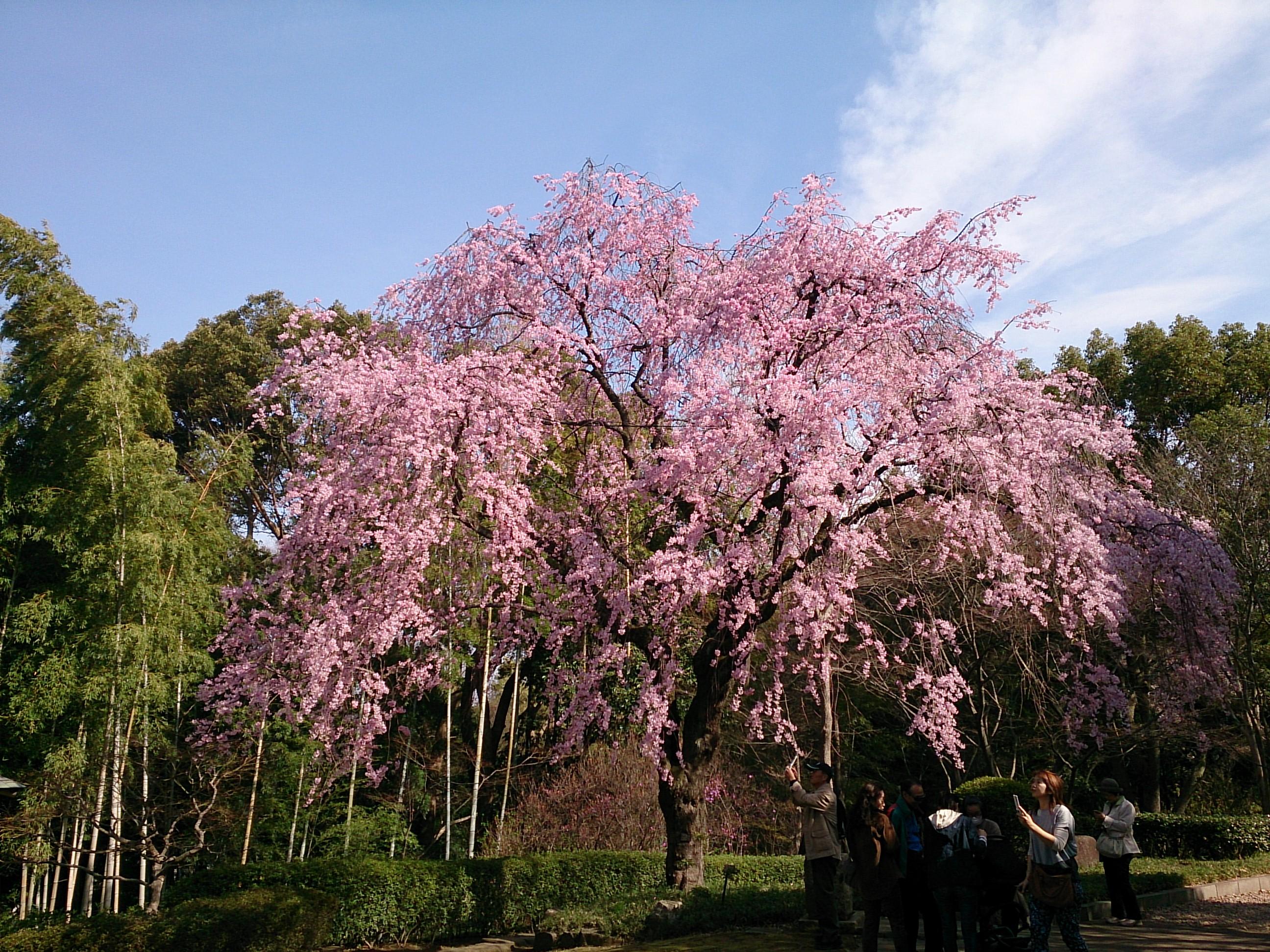 Saka River cover image
