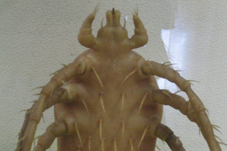 Meguro Parasitological Museum cover image