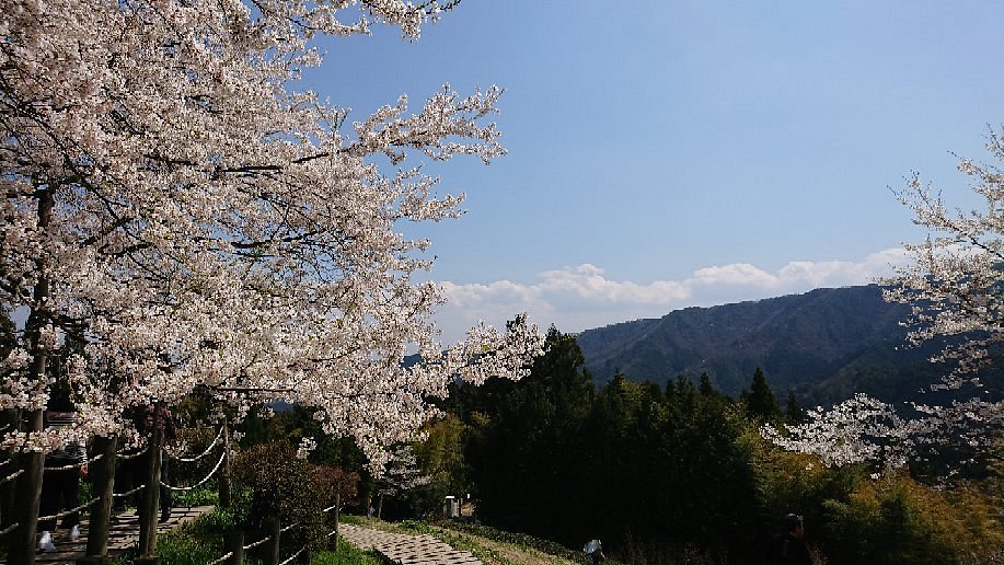 Daigo Zakura cover image