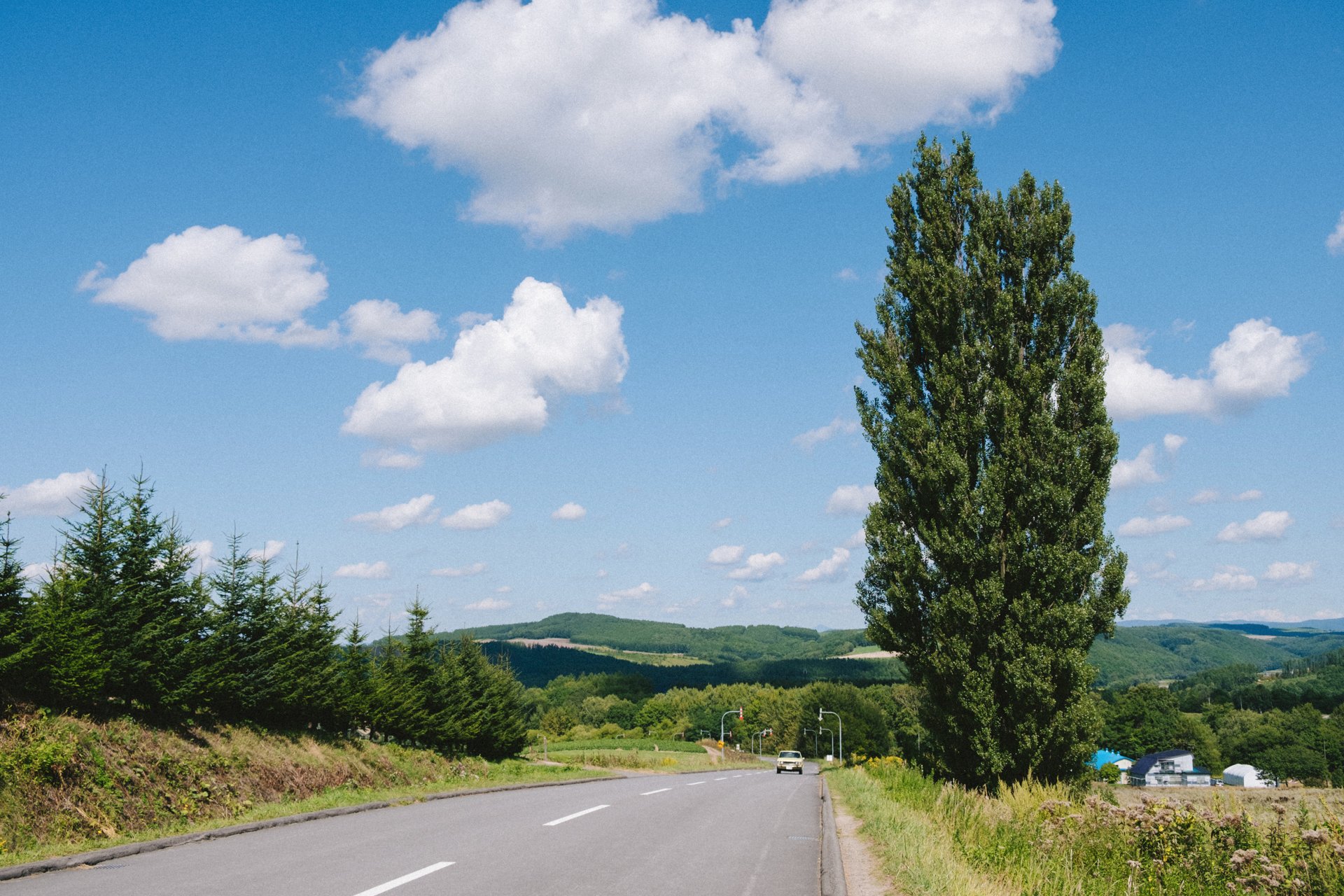 Дерево Кена и Мэри