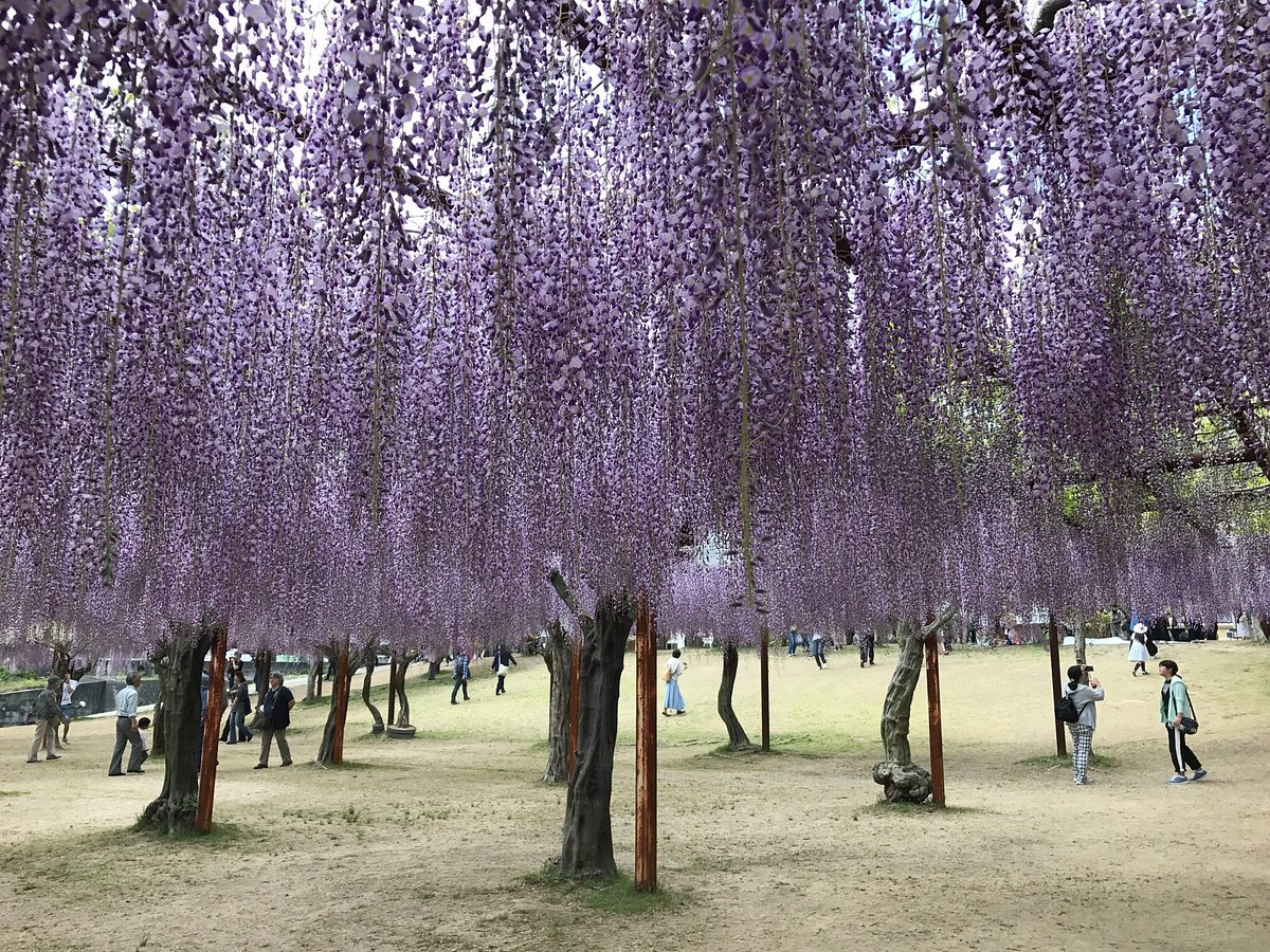 Fuji Park cover image