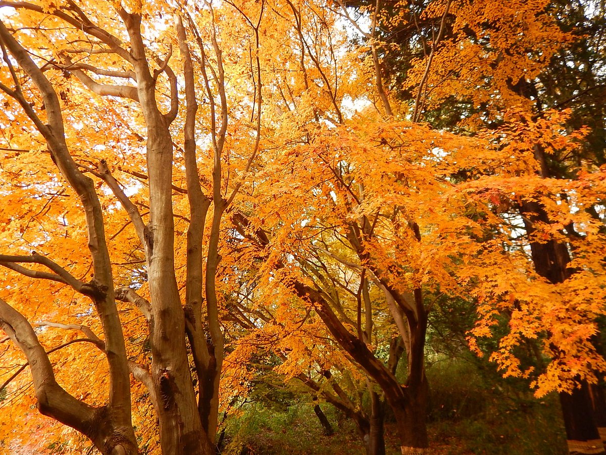 Oyamada Park cover image