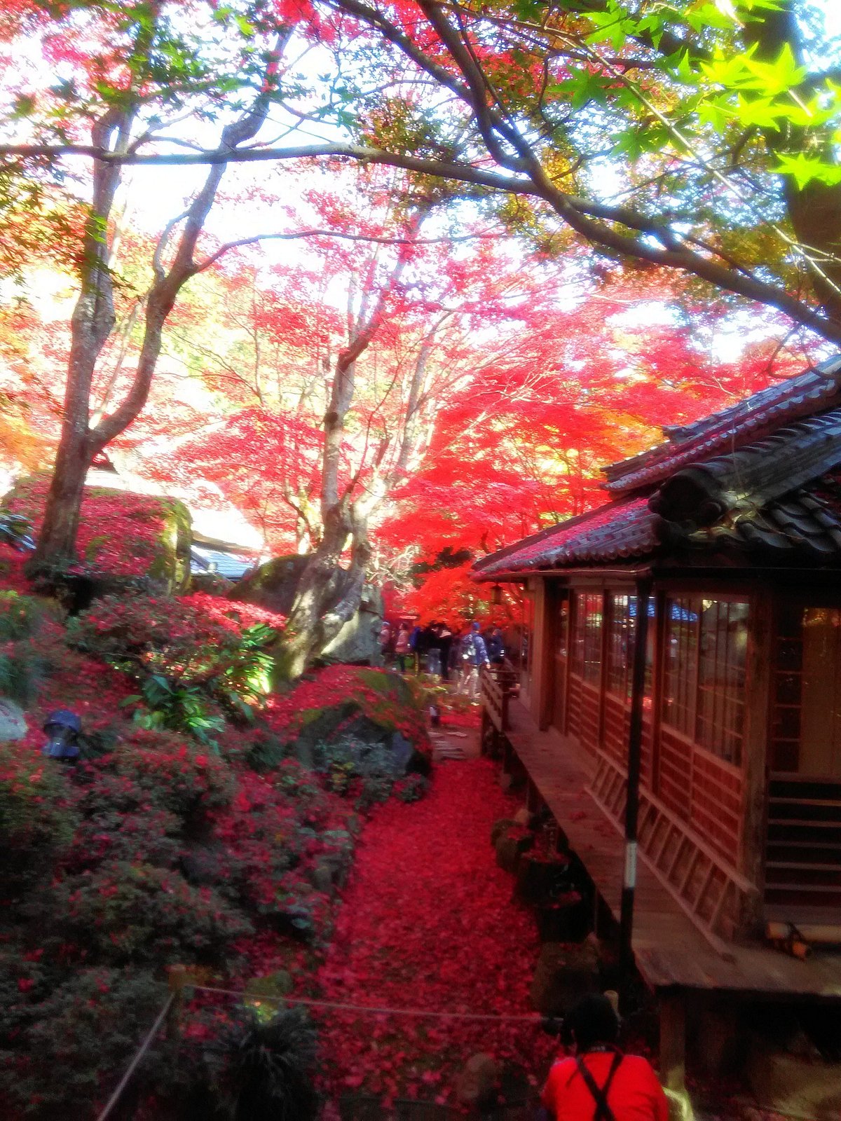 Kyorimbo Temple cover image