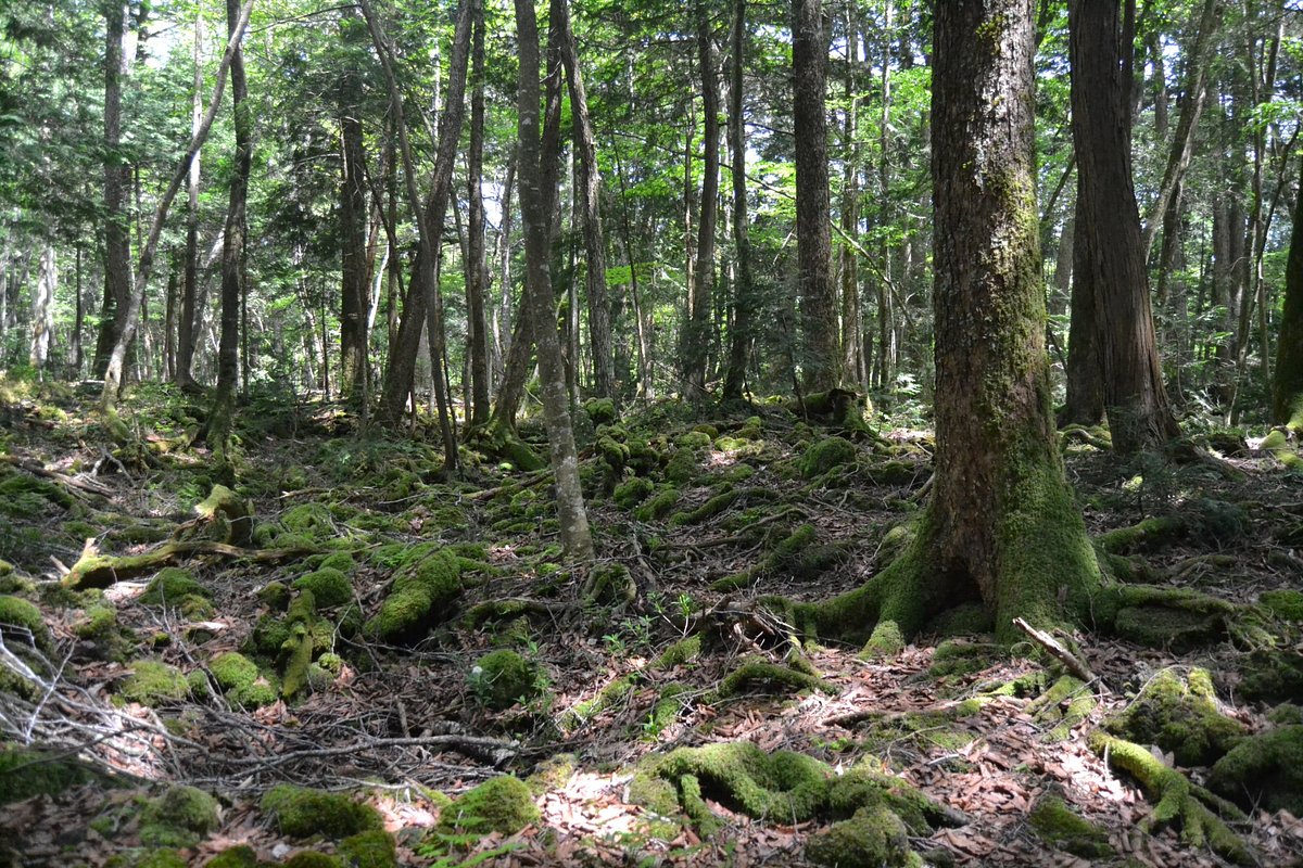 Aokigahara Forest cover image