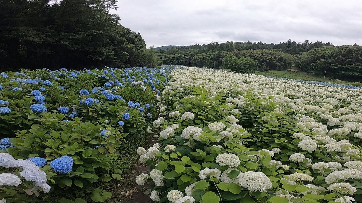 Michinoku Hydrangea Garden cover image