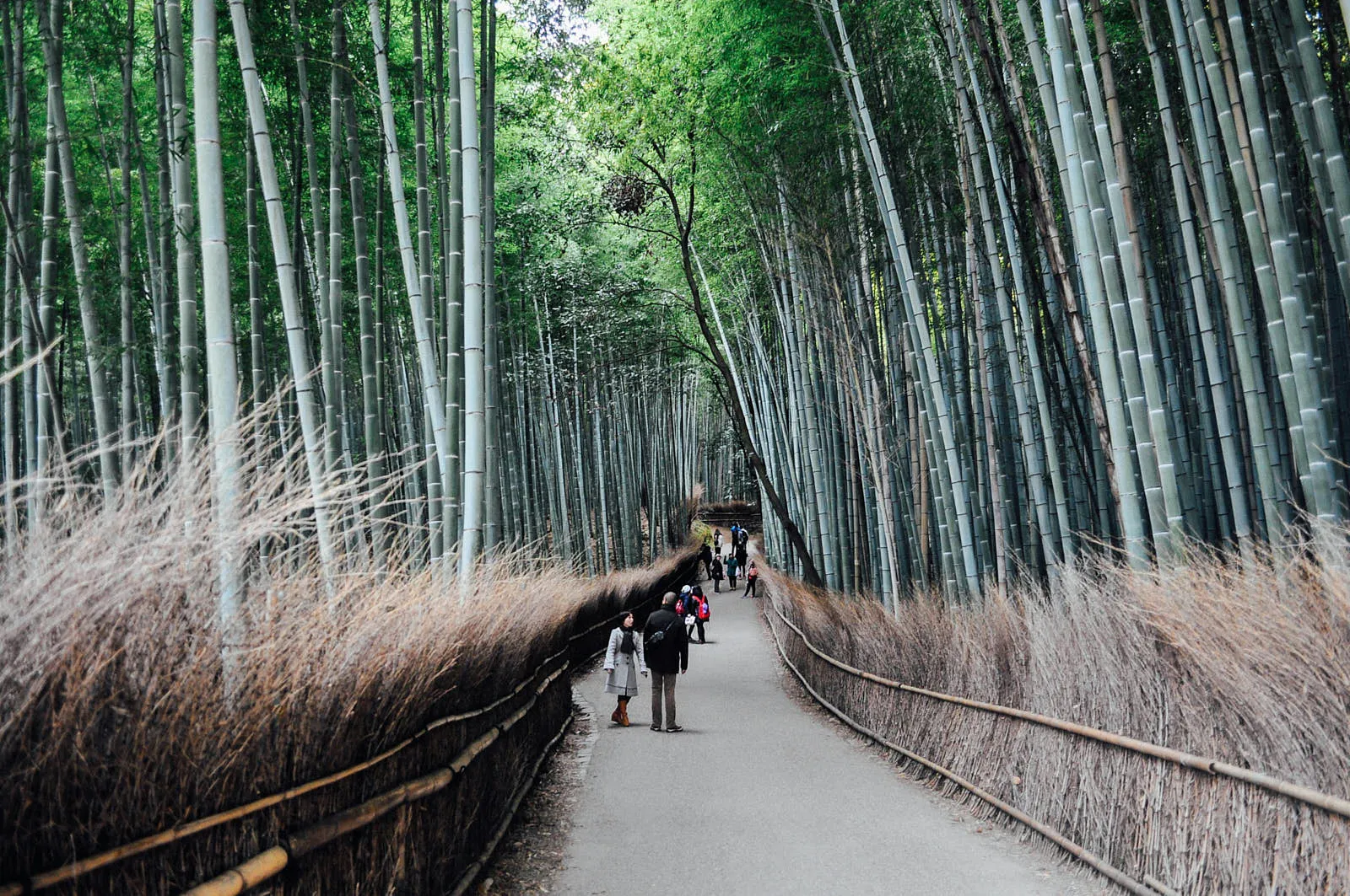 Sagano (Arashiyama) Bamboo Forest cover image