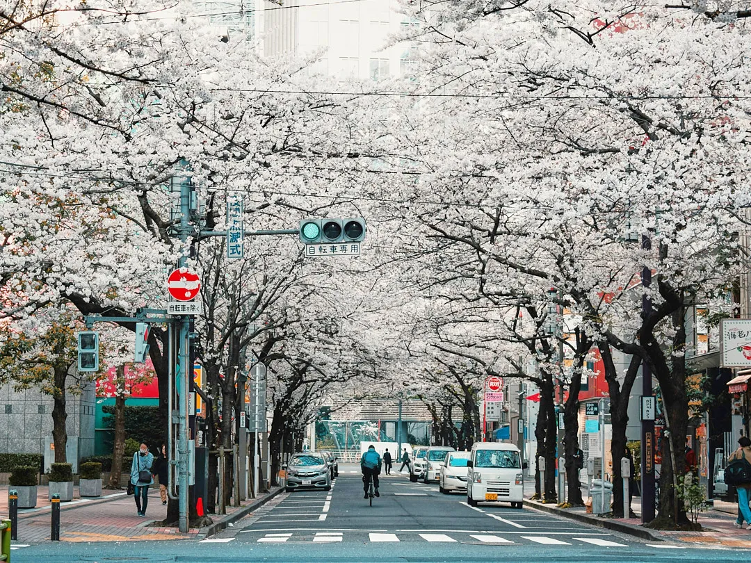 В конце марта в Токио зацветает сакура — это красиво, но город переполнен туристами