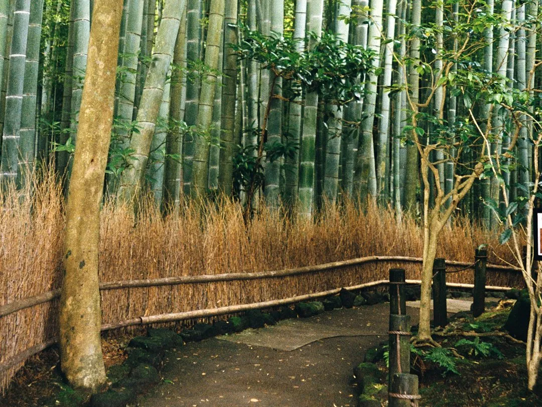 Kamakura Bamboo Grove