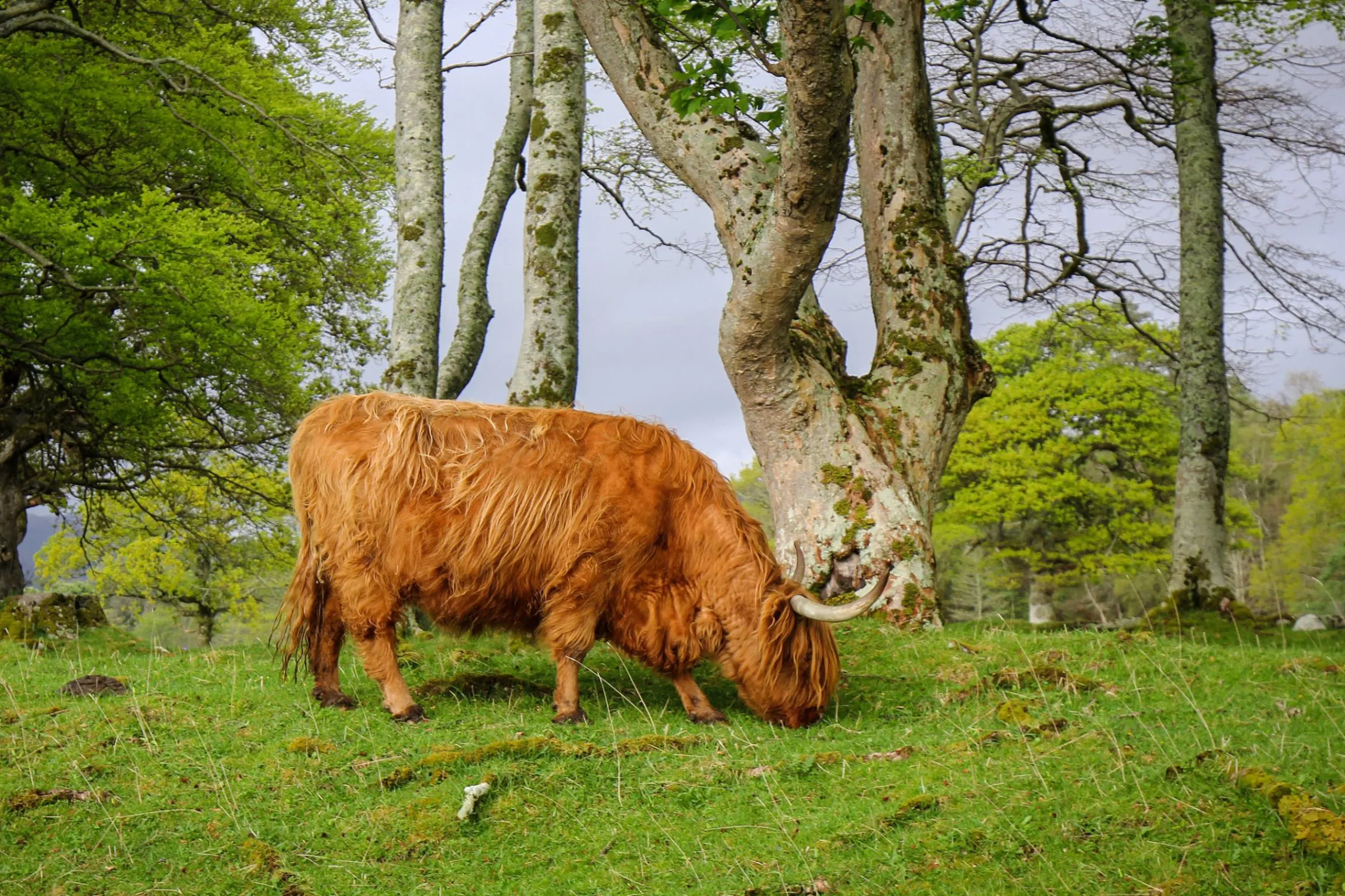 Highland cow