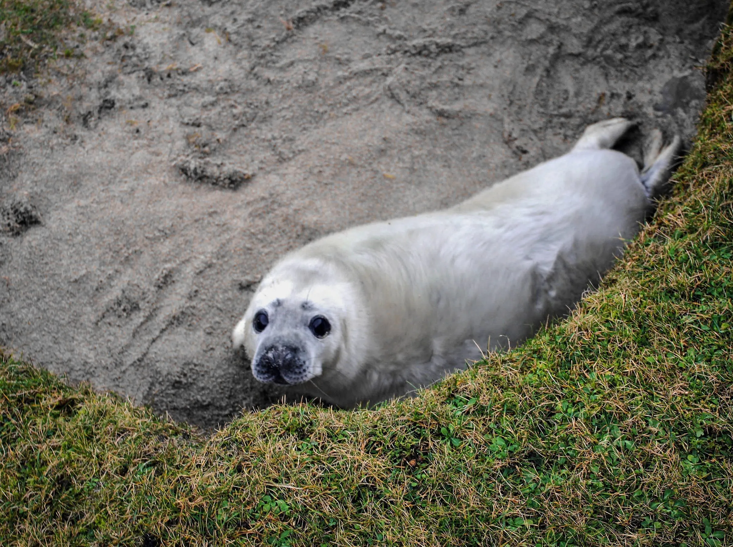 seals scotland