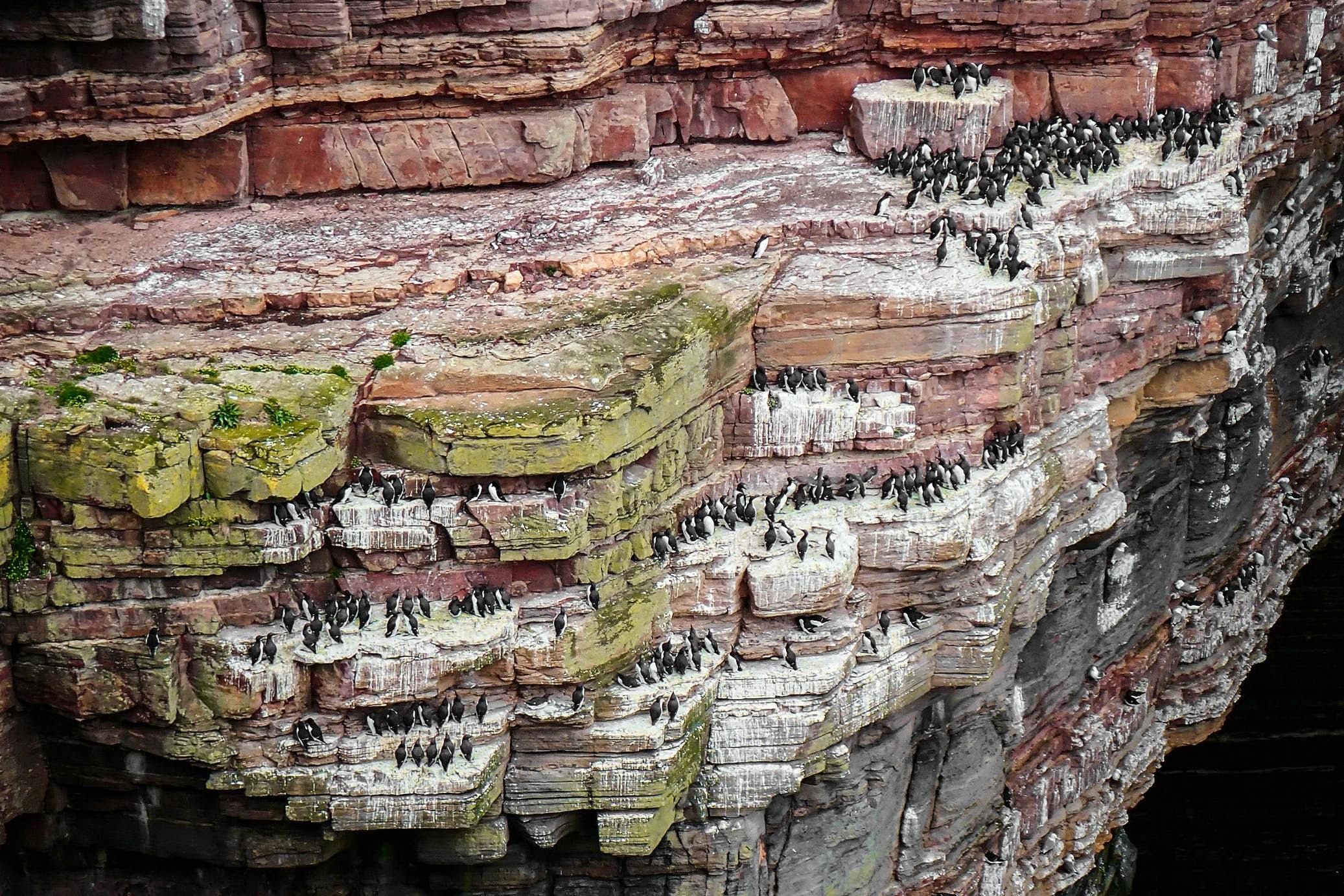Duncansby-Head-bird-colonies