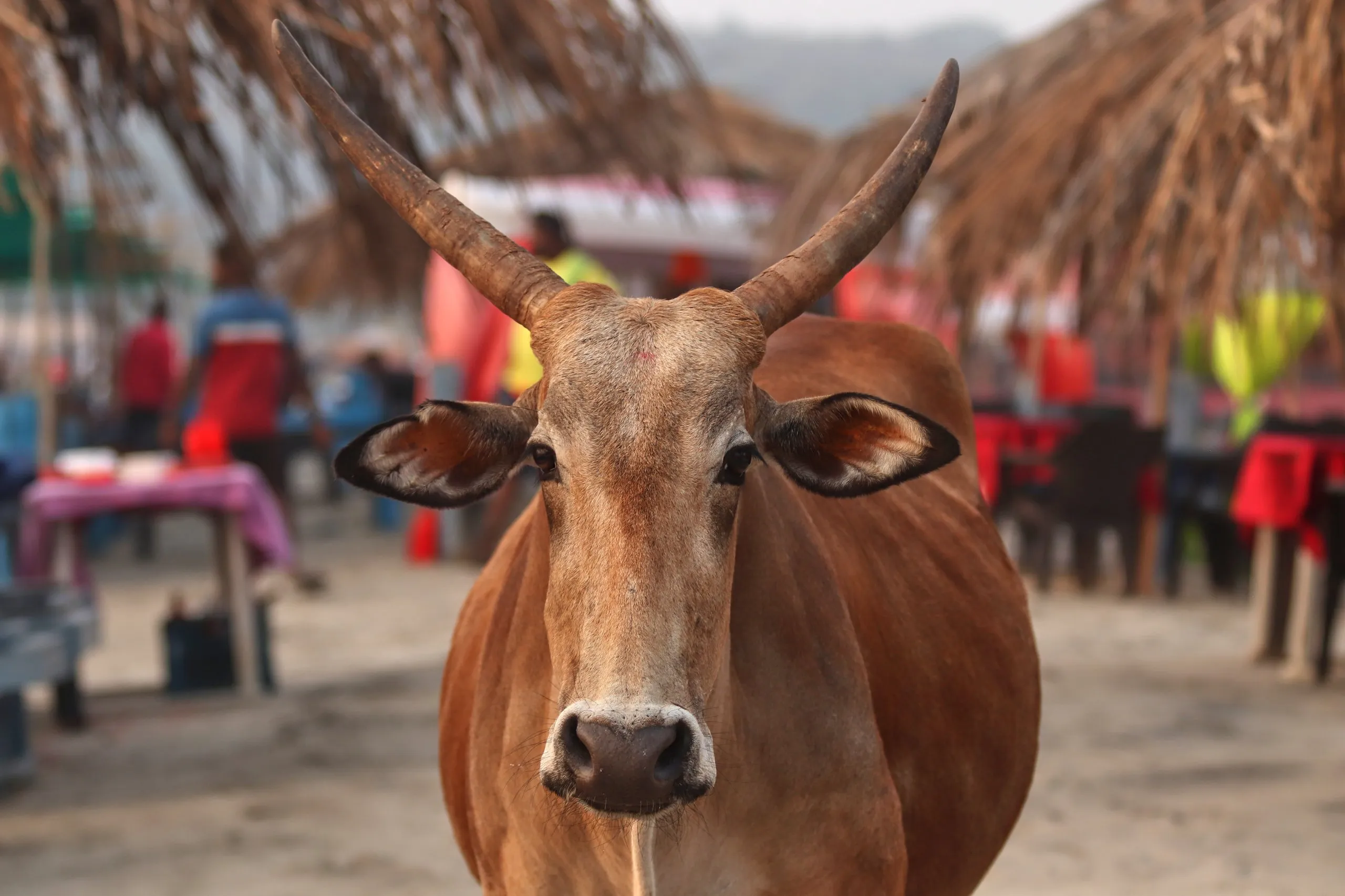 cow_goa