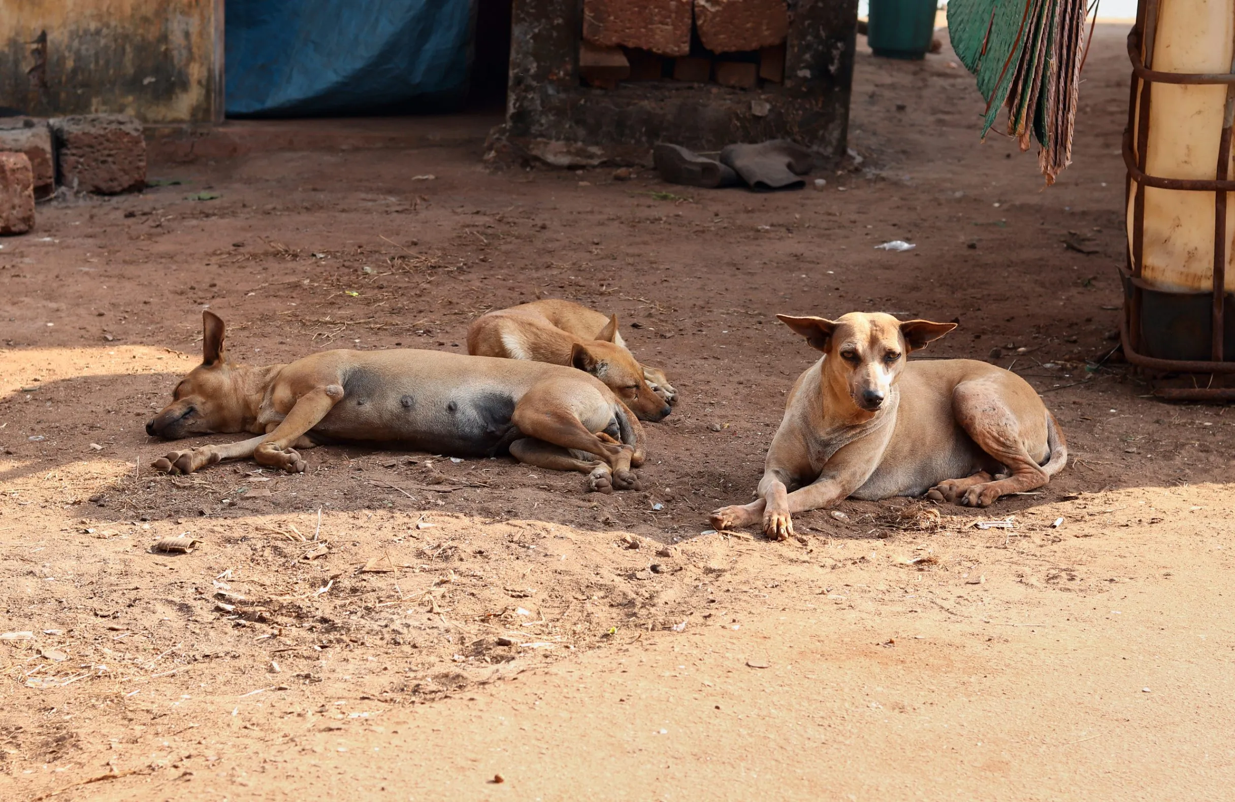 Dogs_GOA