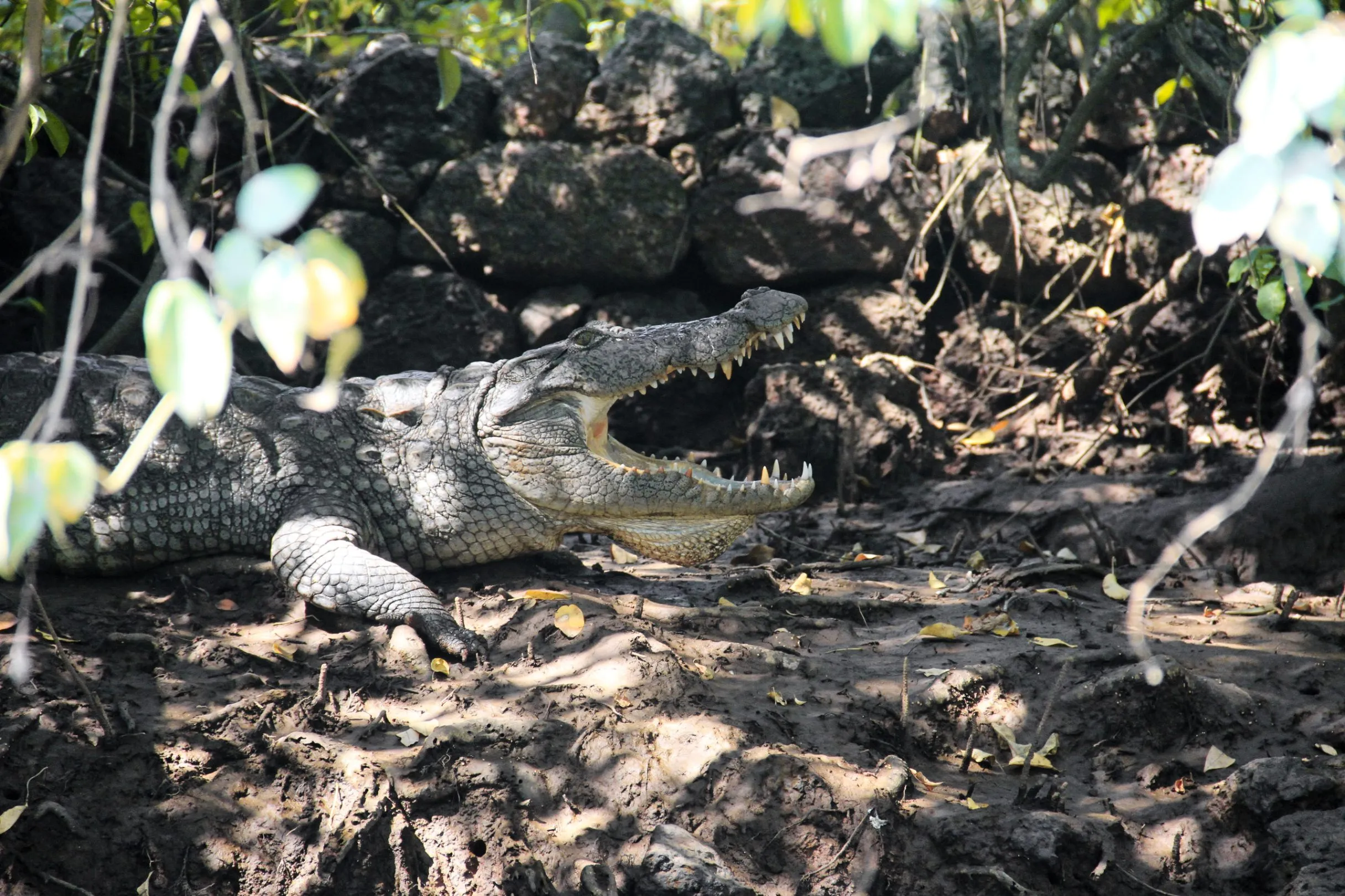 Crocodiles_GOA