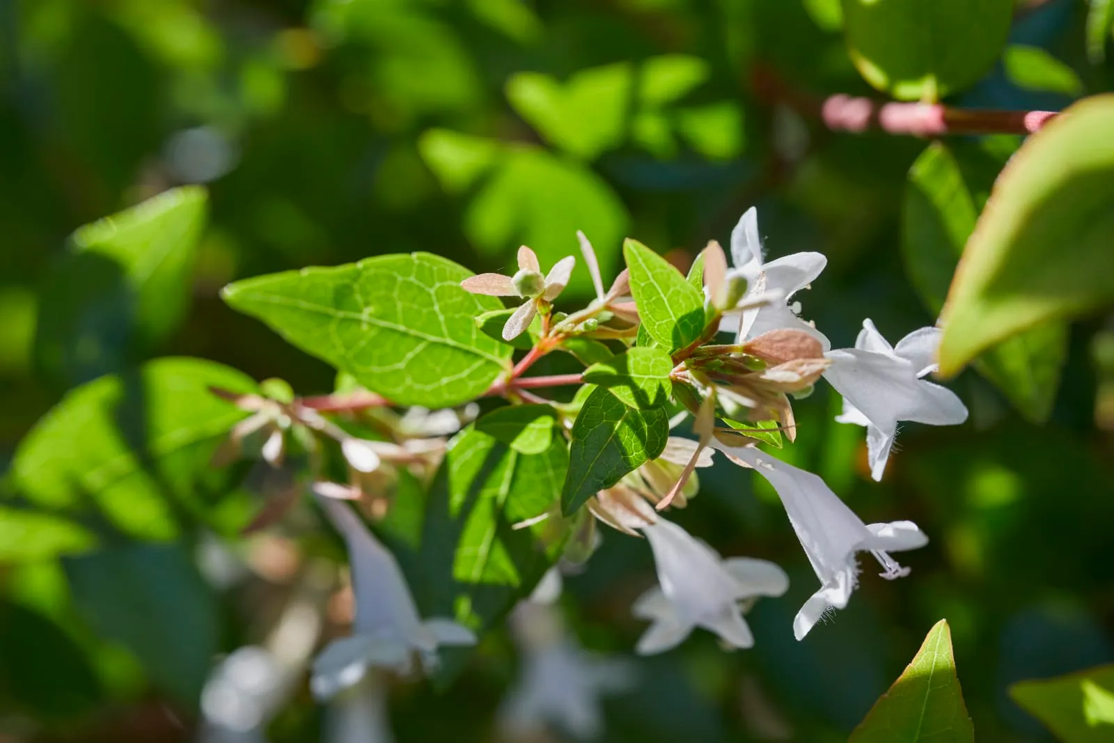 Mandarin Oriental, Santiago - 2