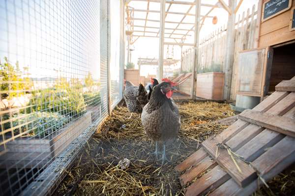 Brach Paris - Evok Collection - 4