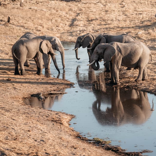 Savute Elephant Lodge, A Belmond Safari - 5