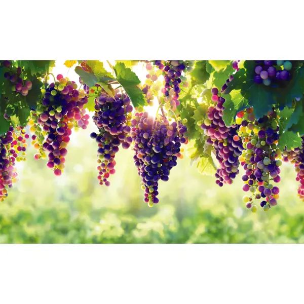 Листовая панель ПВХ GRACE Виноград 1002x602x0.5 мм 0.6 м2 - изображение 2