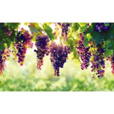 Листовая панель ПВХ GRACE Виноград 1002x602x0.5 мм 0.6 м2 - изображение 8