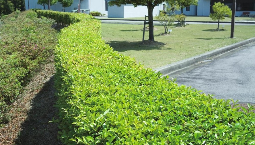 Ножницы-кусторезы электрические MAKITA UH 5570 длина лезвия 550 мм UH5570 - изображение 2