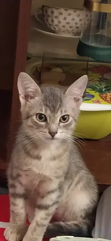Котенок в добрые руки