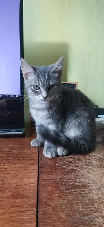 Котенок в добрые руки