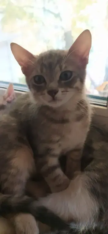 Котенок в добрые руки