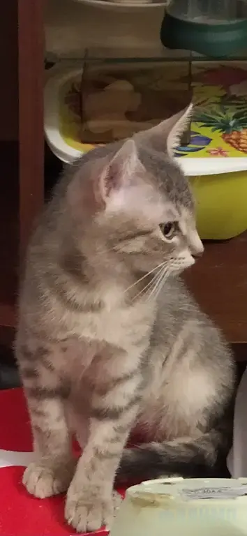 Котенок в добрые руки