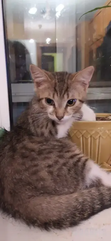 Котенок в добрые руки