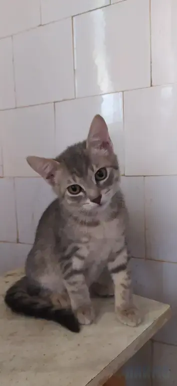 Котенок в добрые руки