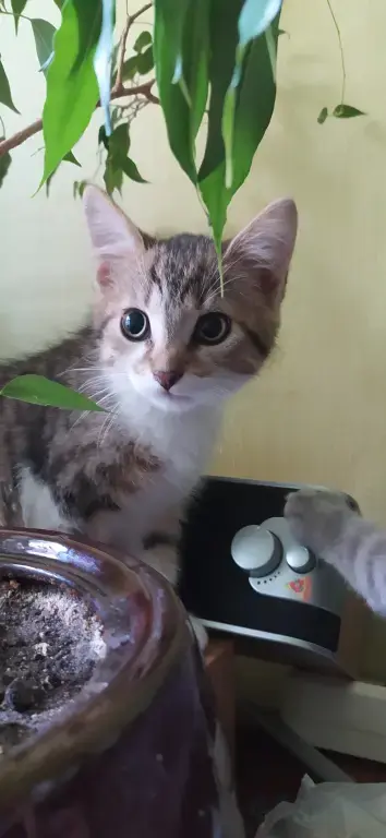 Котенок в добрые руки
