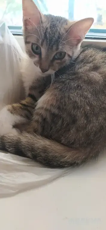 Котенок в добрые руки