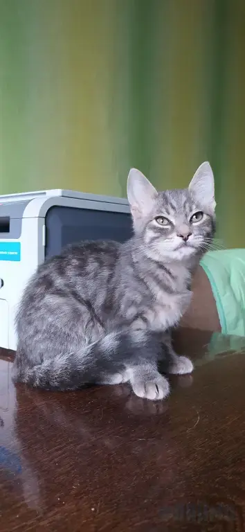 Котенок в добрые руки