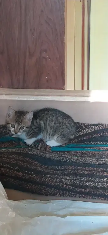 Котенок в добрые руки