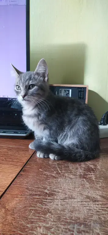 Котенок в добрые руки
